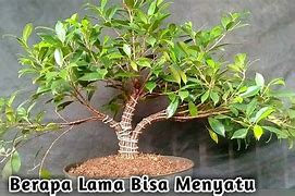 Cara Membuat Bonsai Kimeng Gabungan